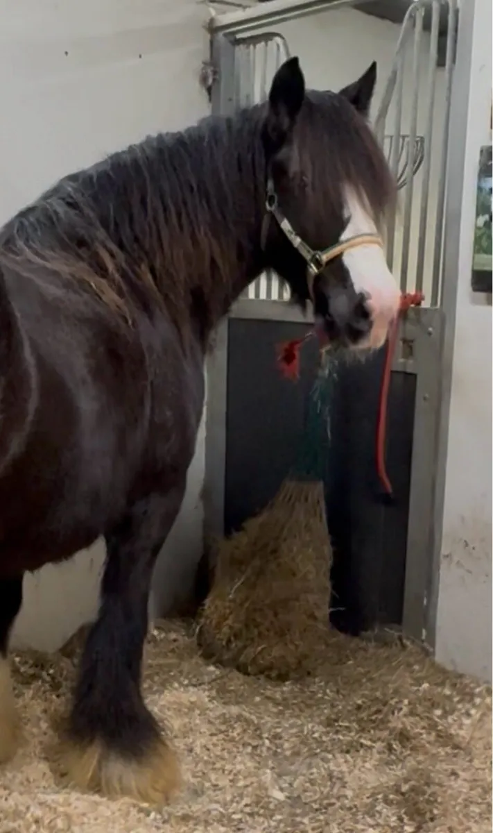 🪩A Heavyweight Mare In Foal 15:2hh🪩 - Image 4