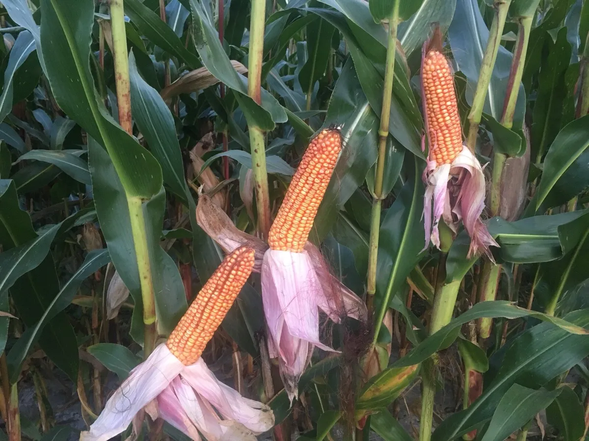 🌽Maize Feed.🌽 - Image 1