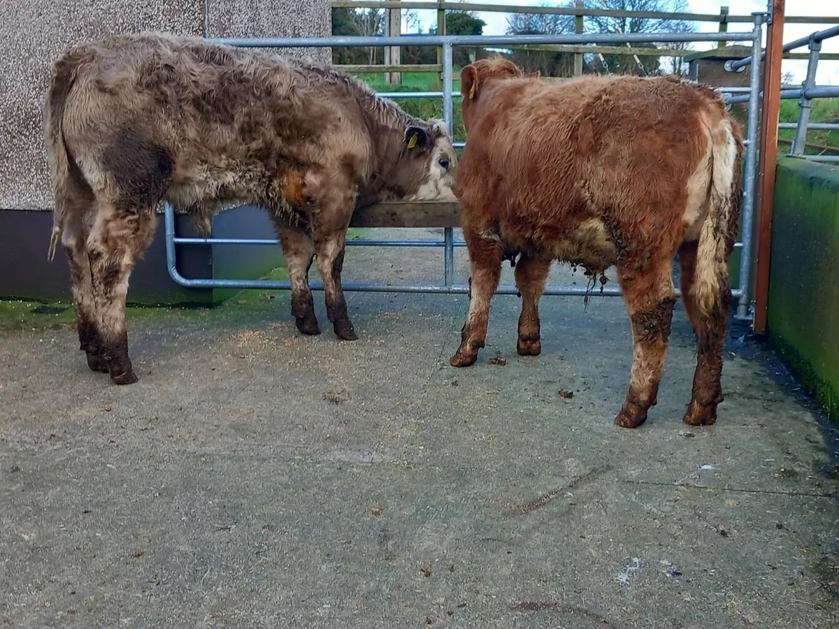 Two Charolais bull weanlings - Image 1