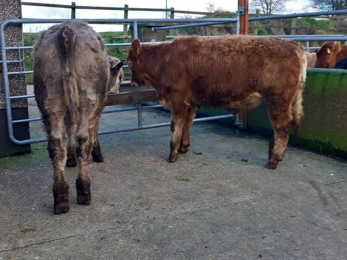 Two Charolais bull weanlings - Image 2