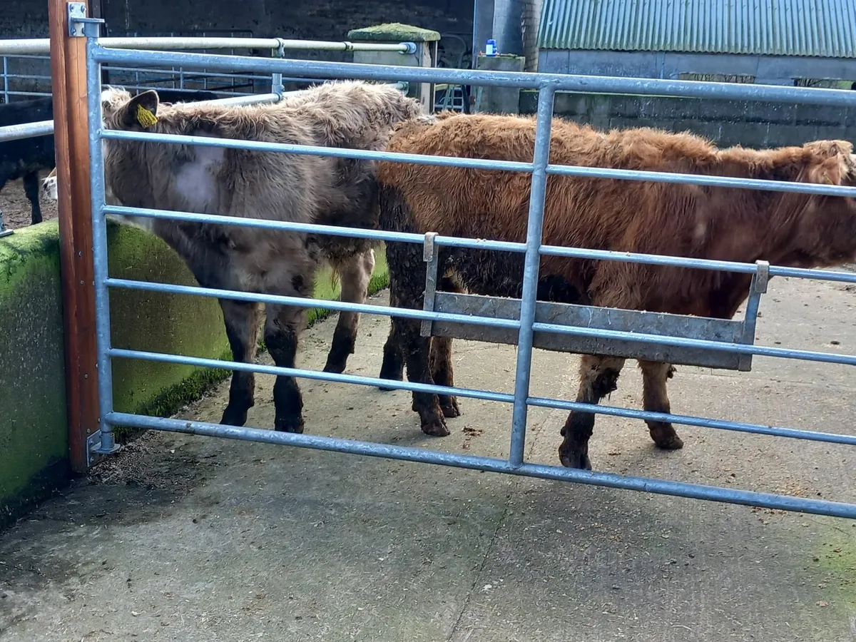 Two Charolais bull weanlings - Image 3