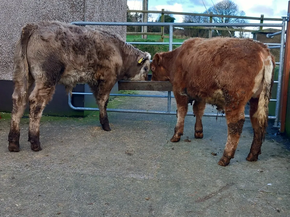 Two Charolais bull weanlings - Image 4