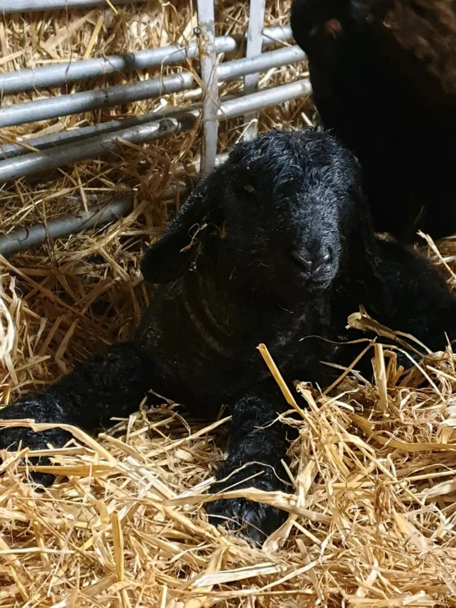 SUFFOLK PET LAMBS