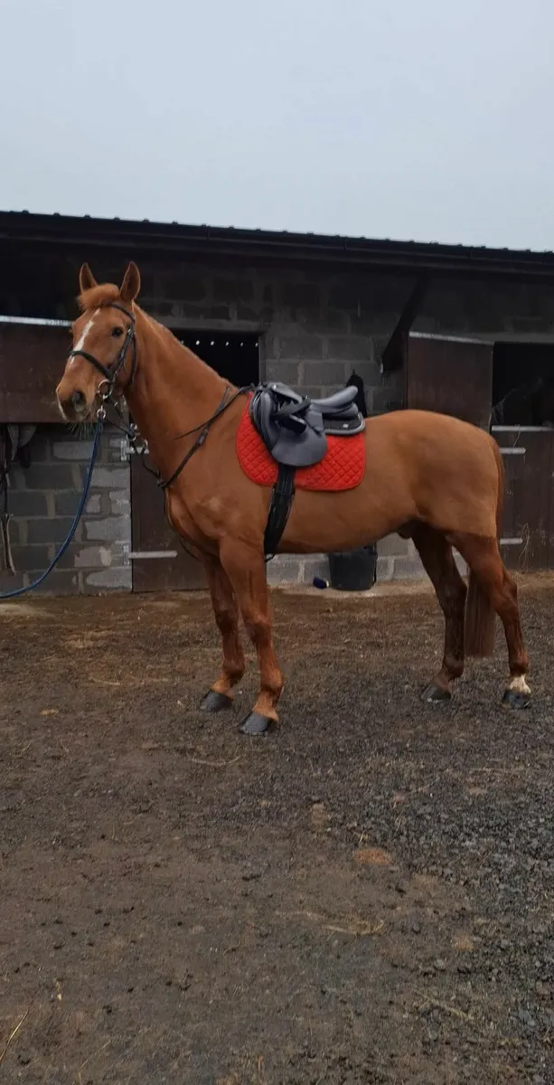 School master/ All rounder - Image 1