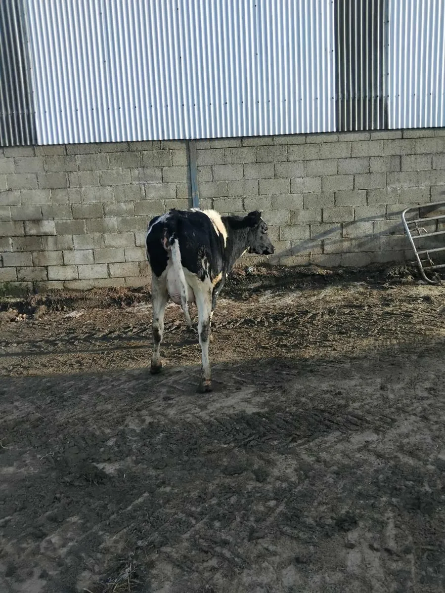 Freshly calved freisian heifer - Image 1