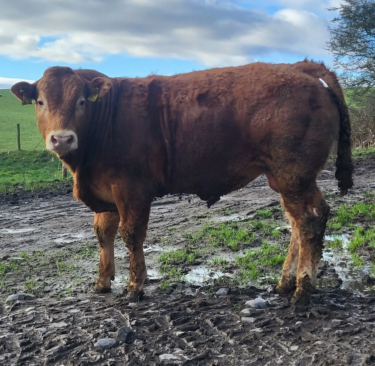 5 star Limousin Bulls - Image 1