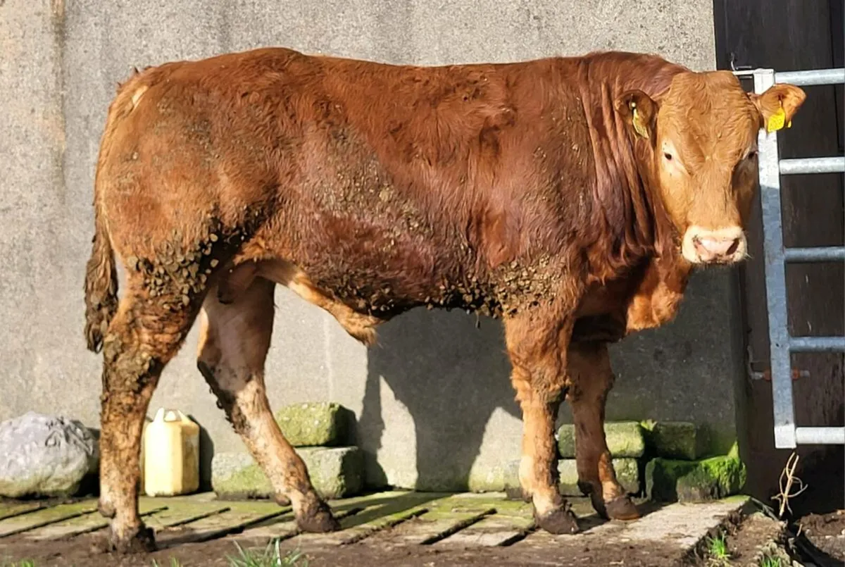 5 star Limousin Bulls - Image 2
