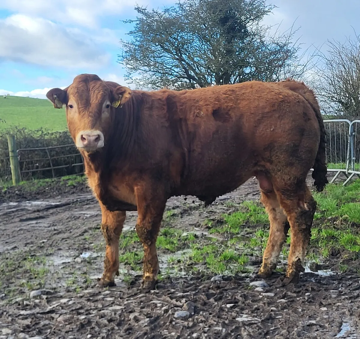 5 star Limousin Bulls - Image 3