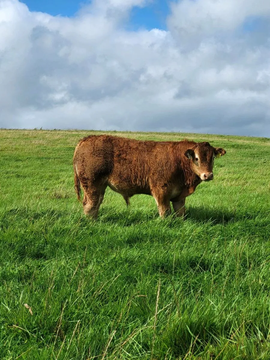 5 star PBR Limousin Bulls - Image 3