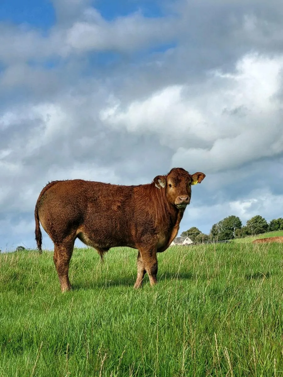 5 star PBR Limousin Bulls - Image 4