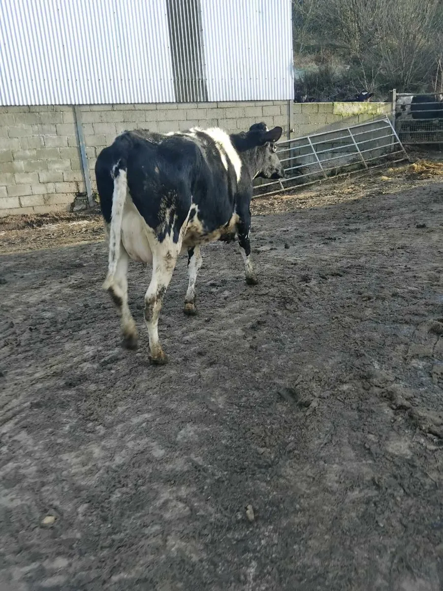 Freshly calved freisian heifer - Image 3