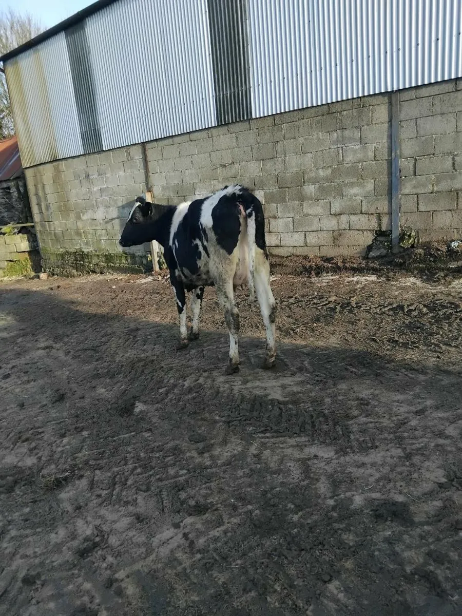 Freshly calved freisian heifer - Image 2