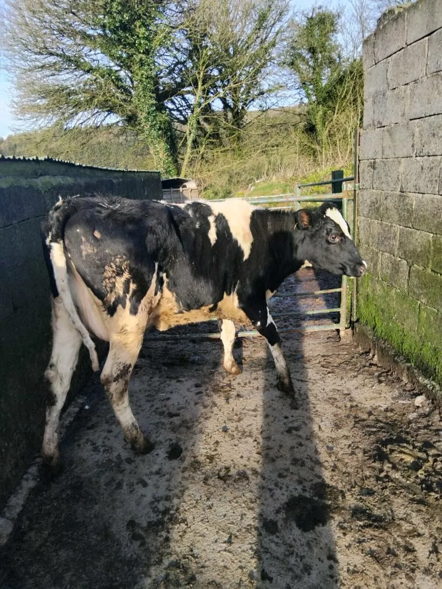 Freshly calved freisian heifer - Image 4