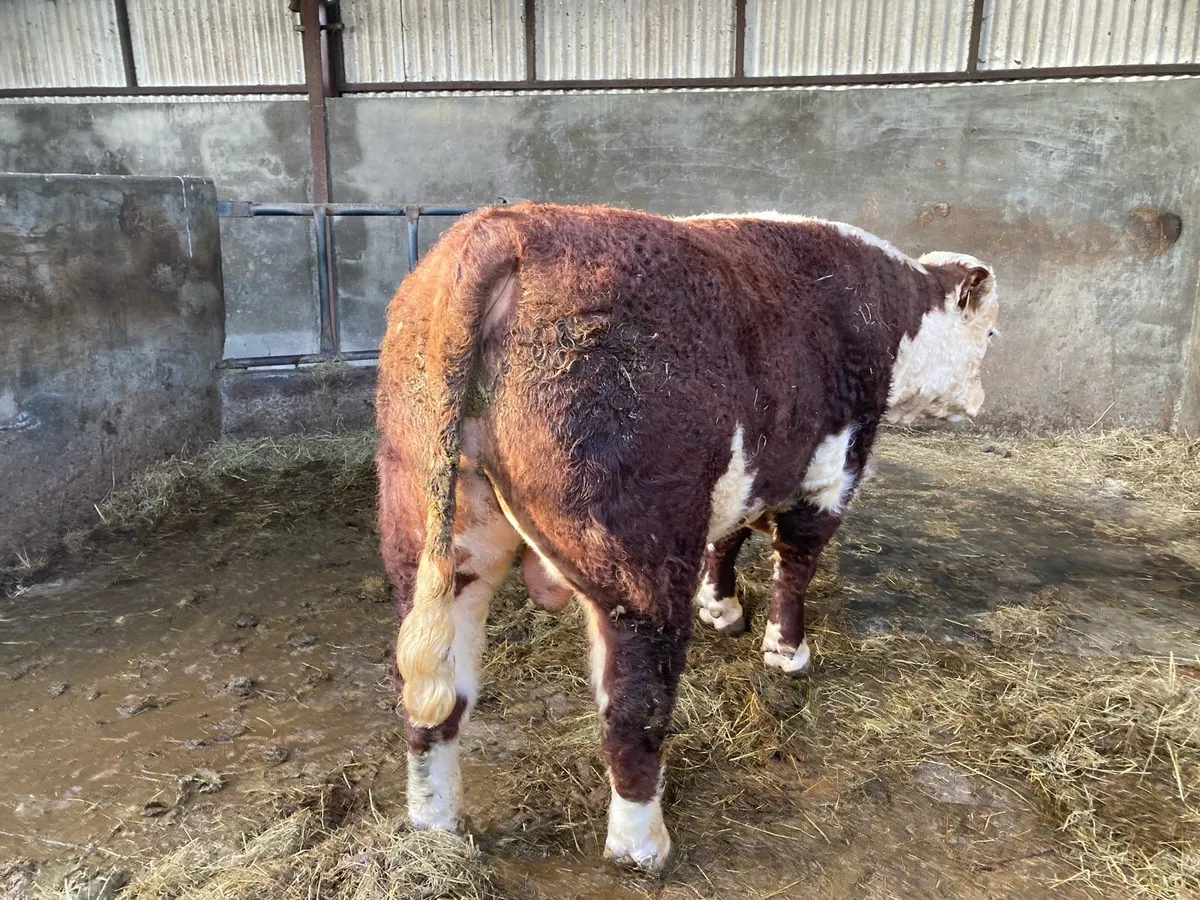 PUREBRED HEREFORD BULL - Image 1