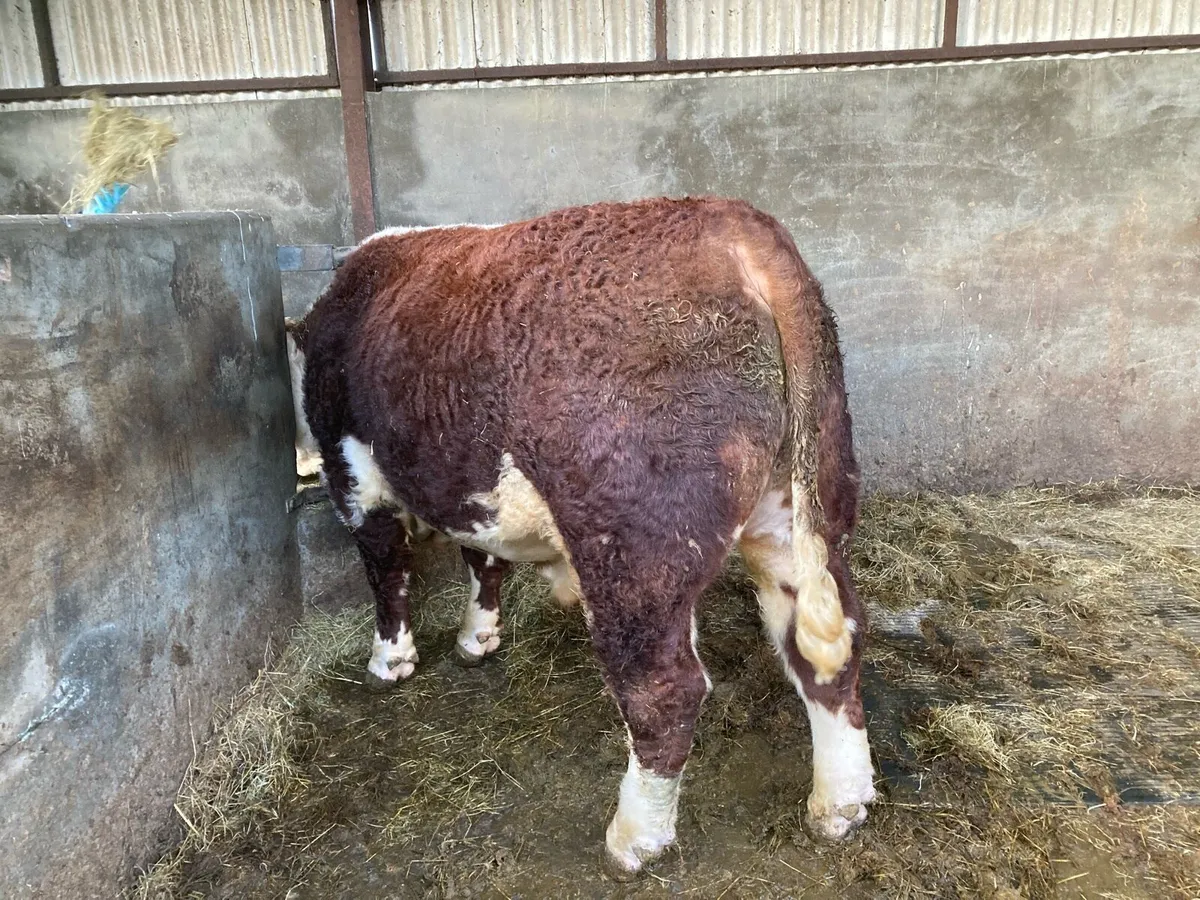 PUREBRED HEREFORD BULL - Image 3