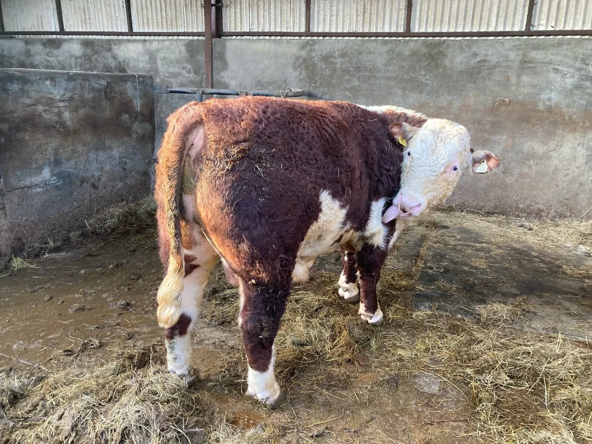 PUREBRED HEREFORD BULL - Image 4