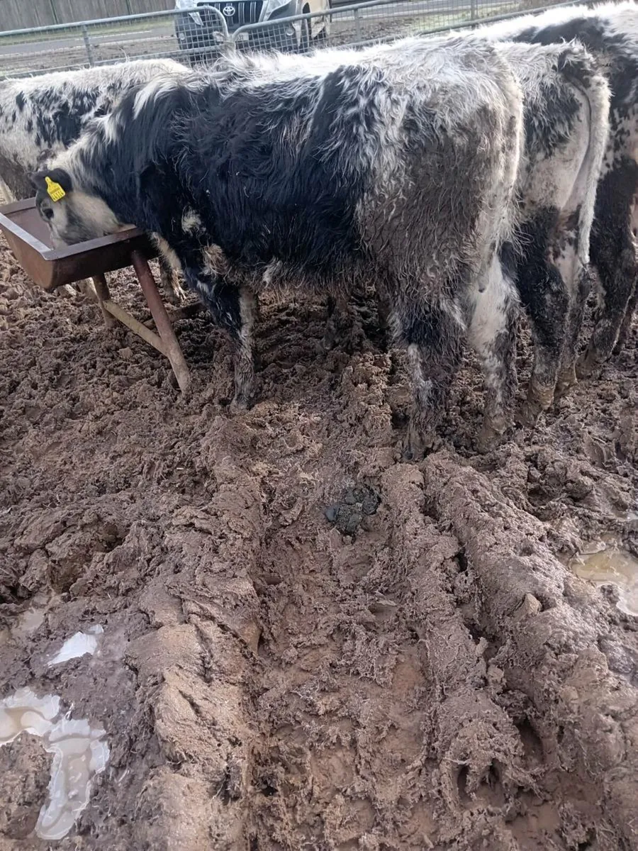 5 speckled Park bullocks outwintered - Image 2