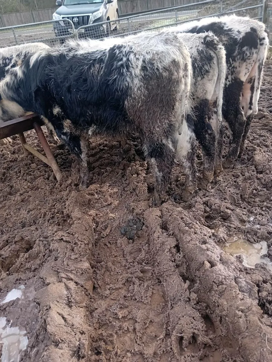 5 speckled Park bullocks outwintered - Image 3