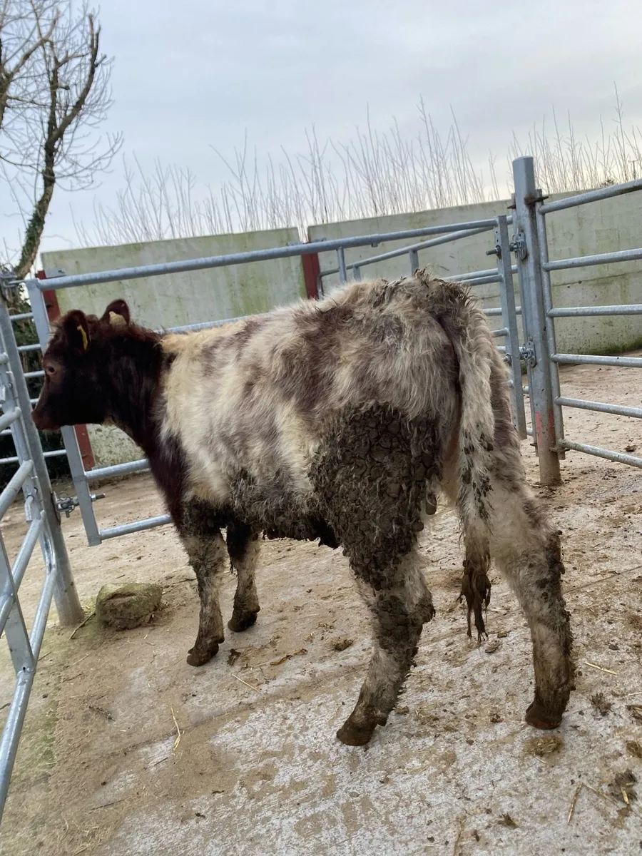 Shorthorn heifer - Image 1