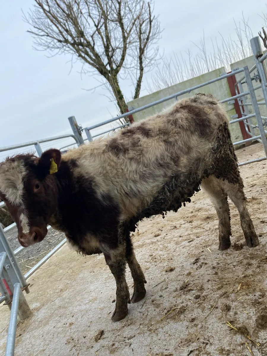 Shorthorn heifer - Image 2