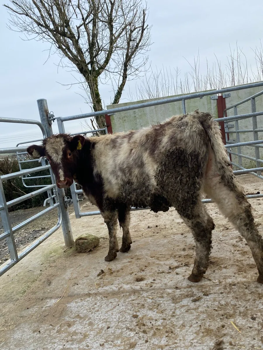 Shorthorn heifer - Image 3