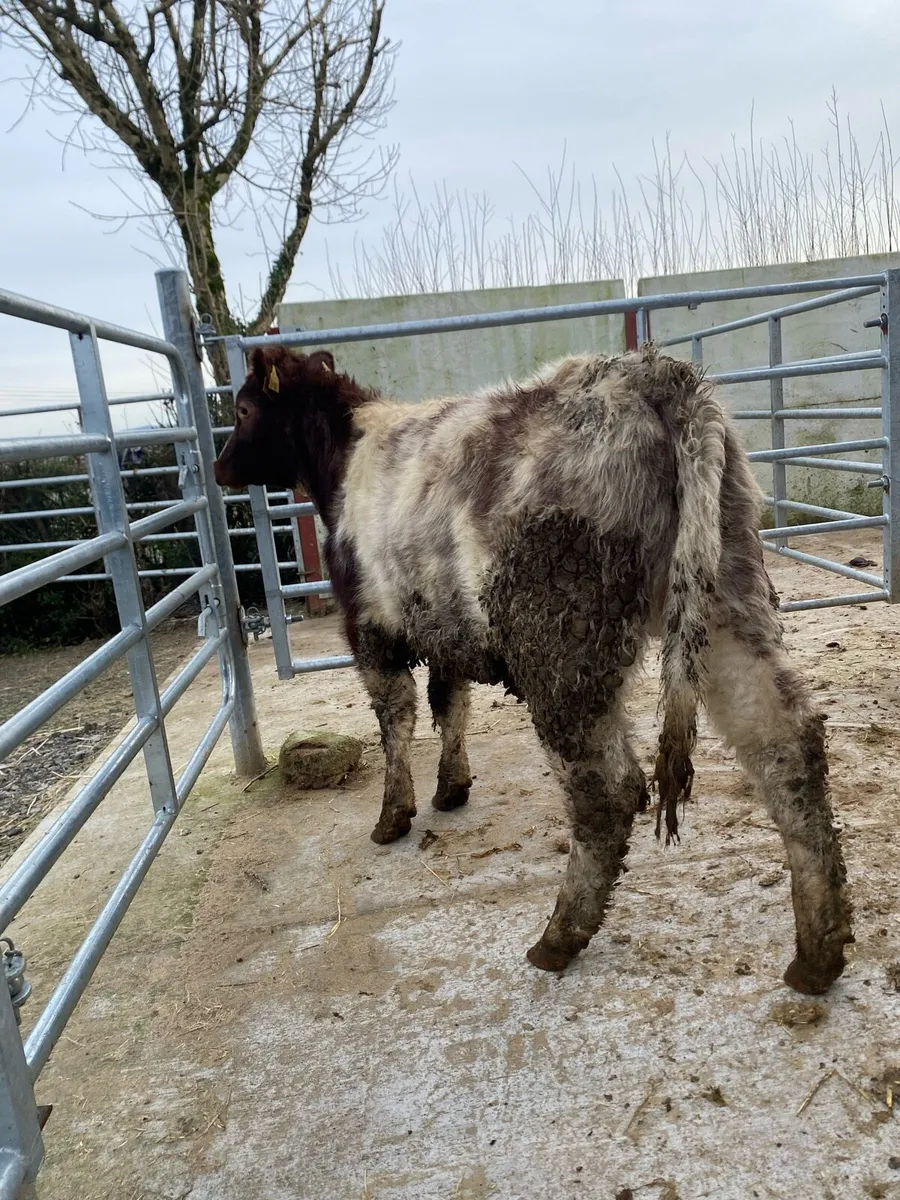 Shorthorn heifer - Image 4