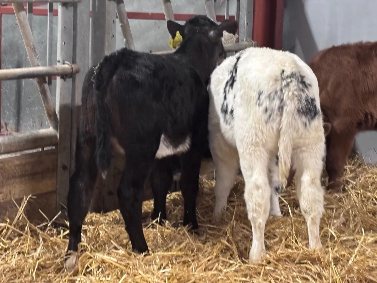 3 smashing continental calves for sale - Image 2