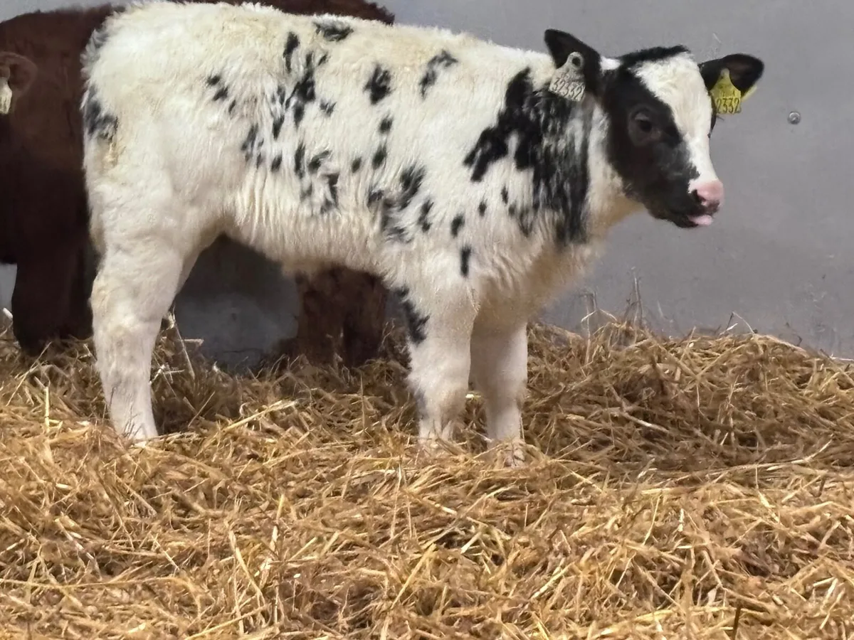 3 smashing continental calves for sale - Image 1