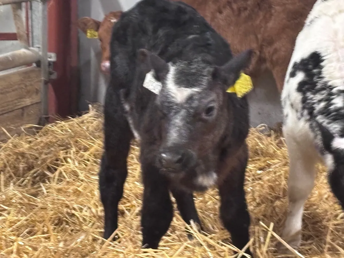 3 smashing continental calves for sale - Image 4