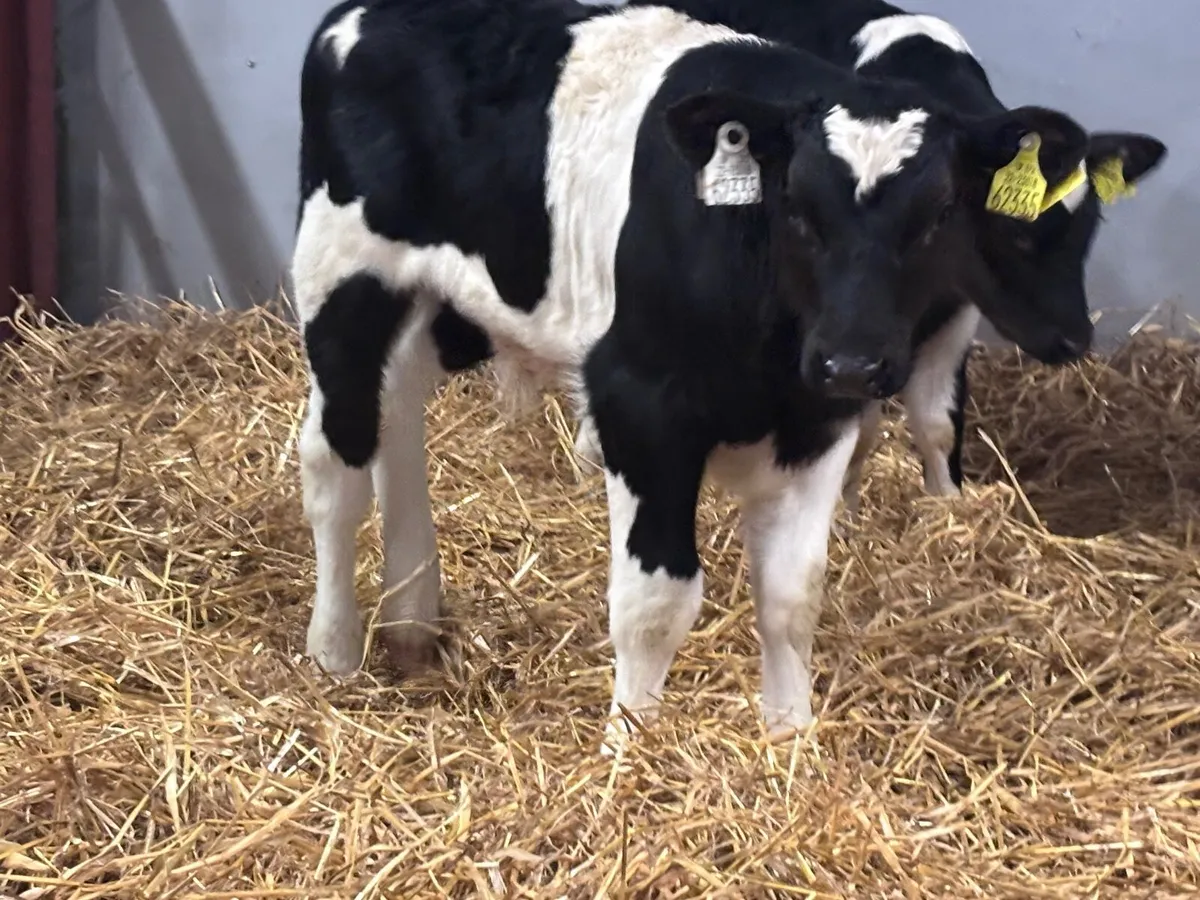 6 top qualityBritish Freisan bull calves for sale - Image 1