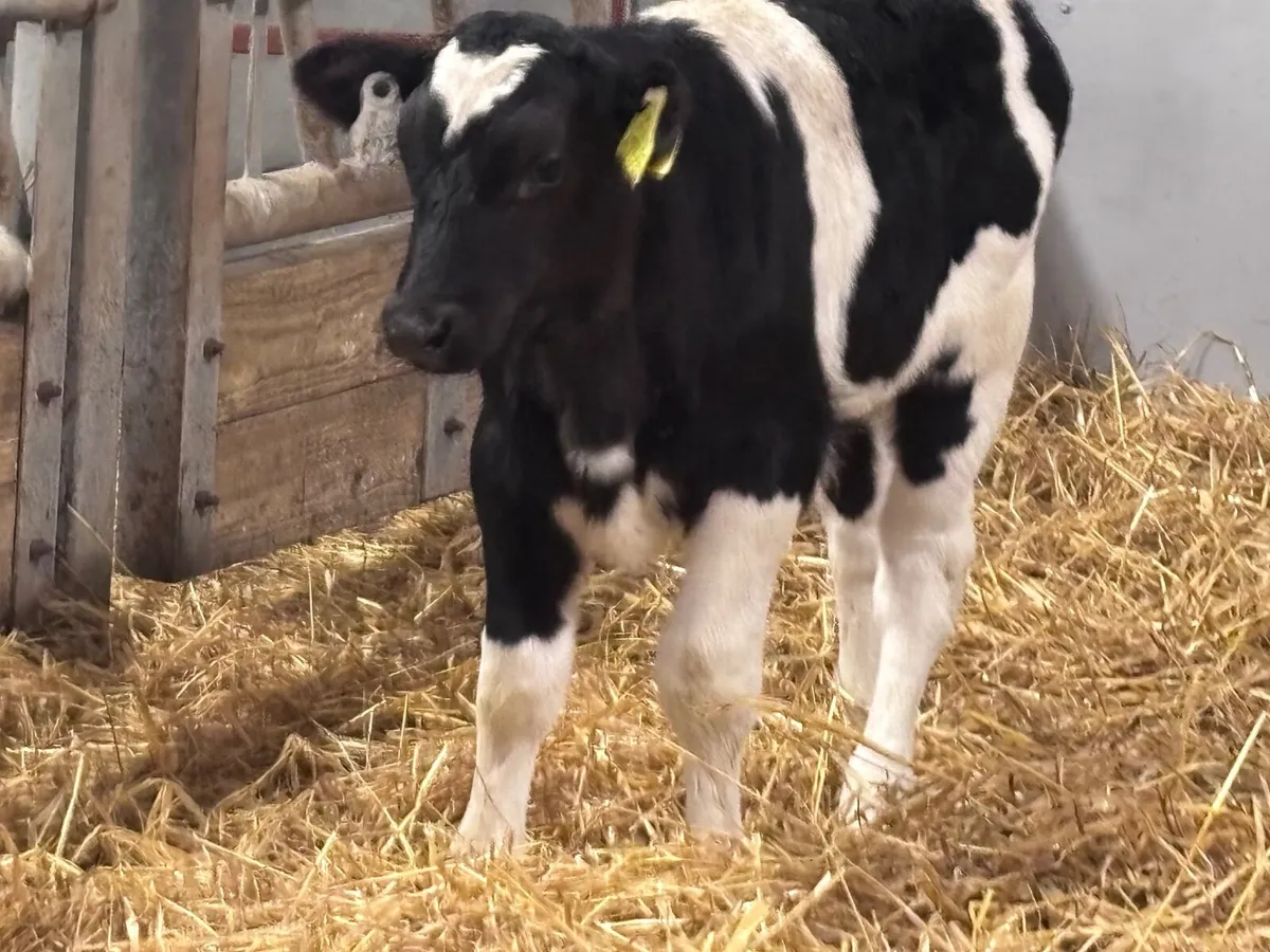 6 top qualityBritish Freisan bull calves for sale - Image 3