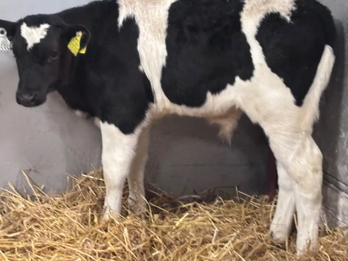 6 top qualityBritish Freisan bull calves for sale - Image 4