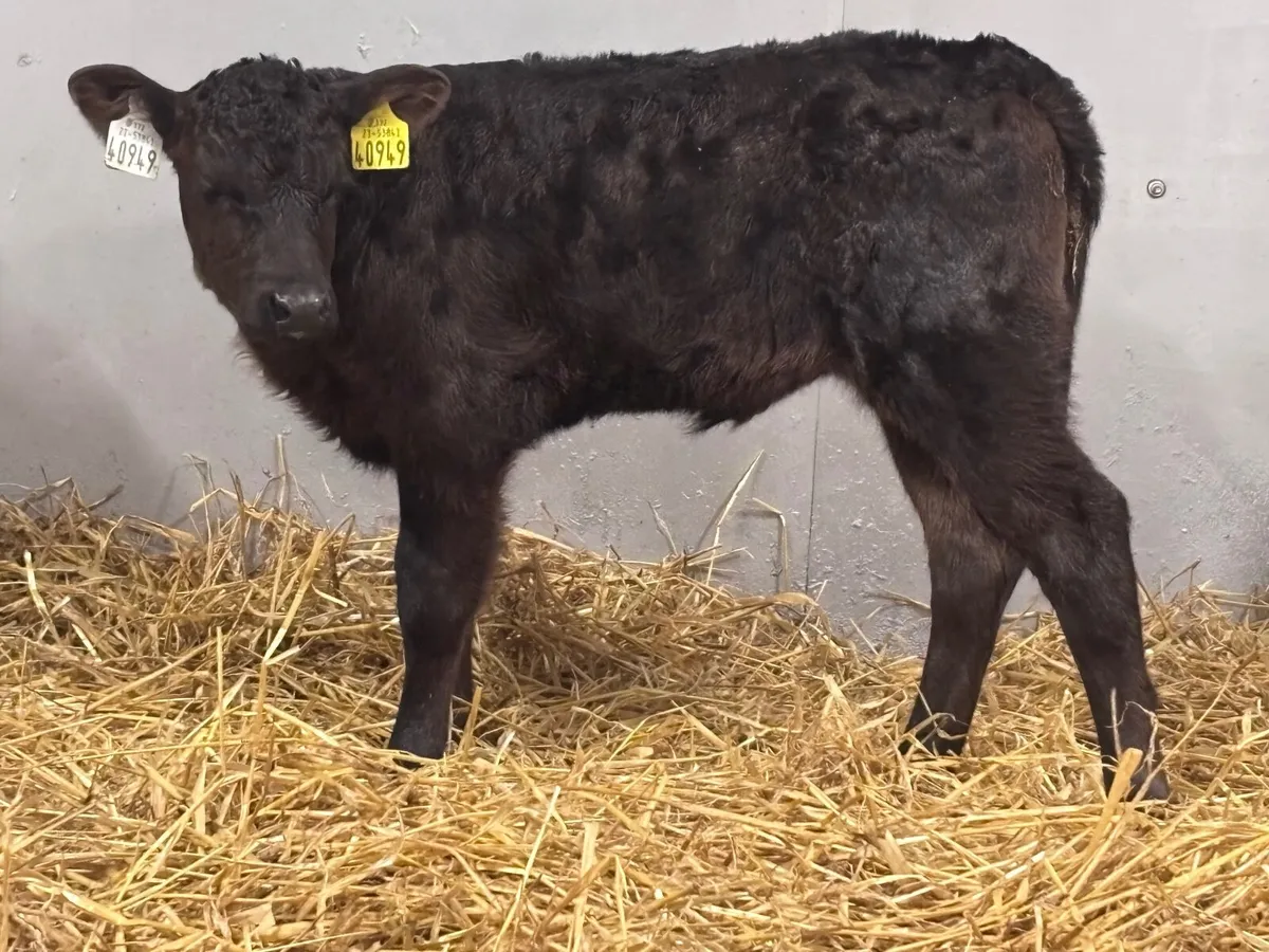 2 smashing Angus heifer calves for sale - Image 3