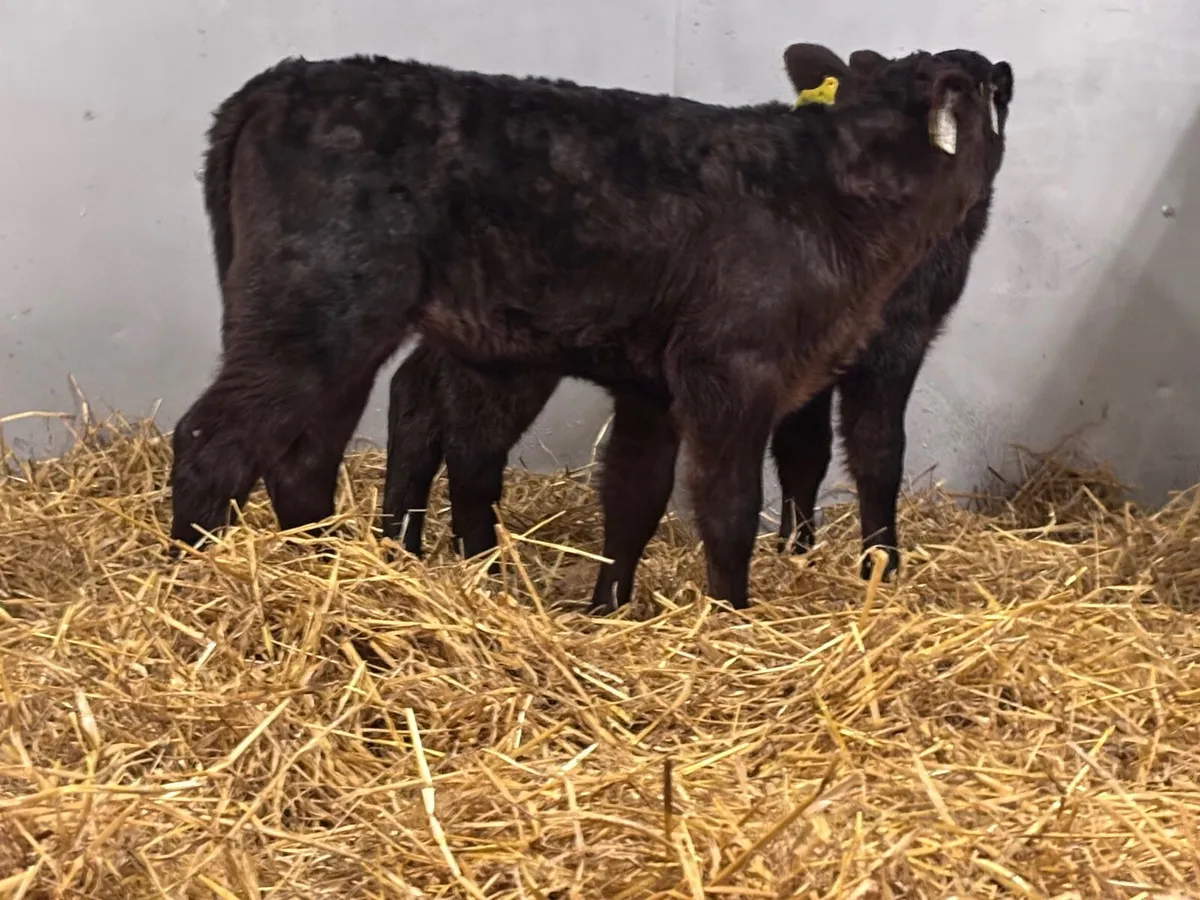 2 smashing Angus heifer calves for sale - Image 4