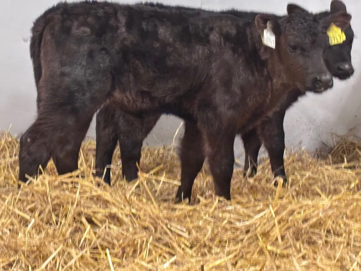2 smashing Angus heifer calves for sale - Image 2