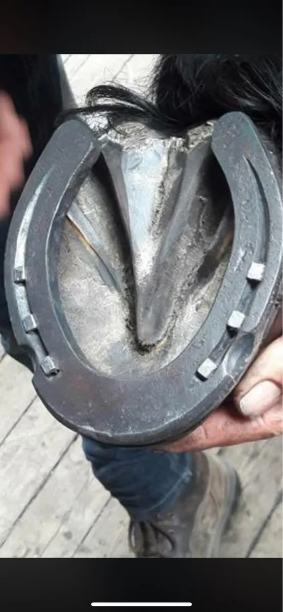 Apprentice Farrier Wanted