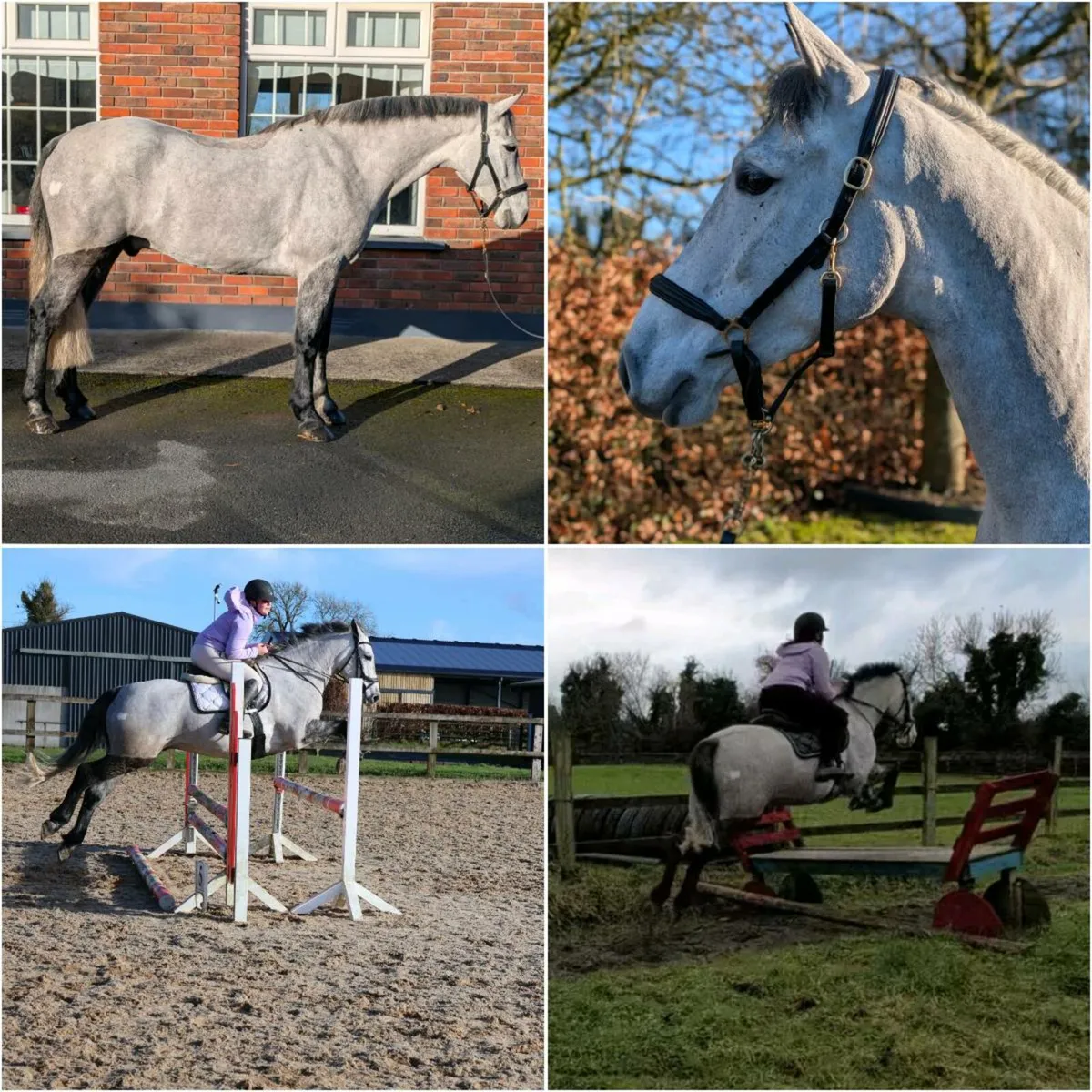 Super genuine kind Connemara gelding - Image 2