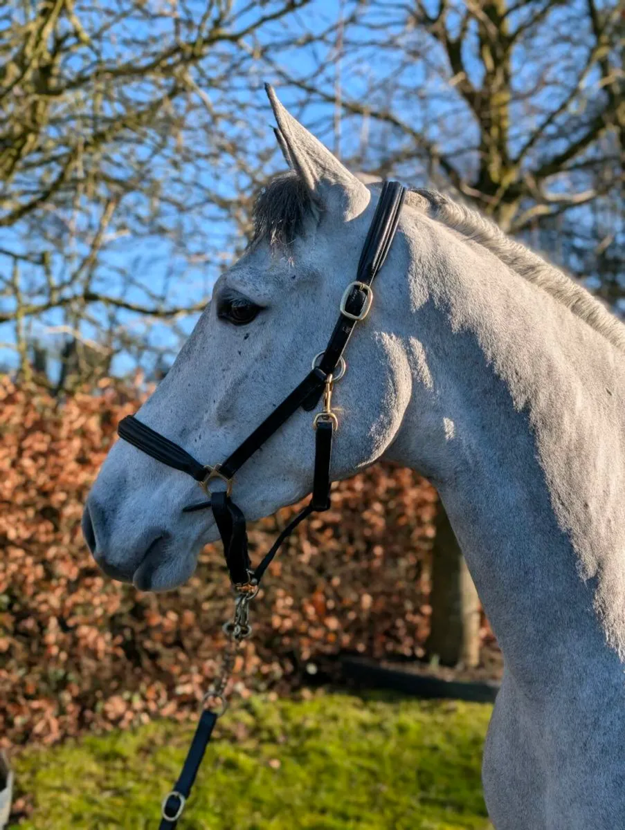 Super genuine kind Connemara gelding - Image 3