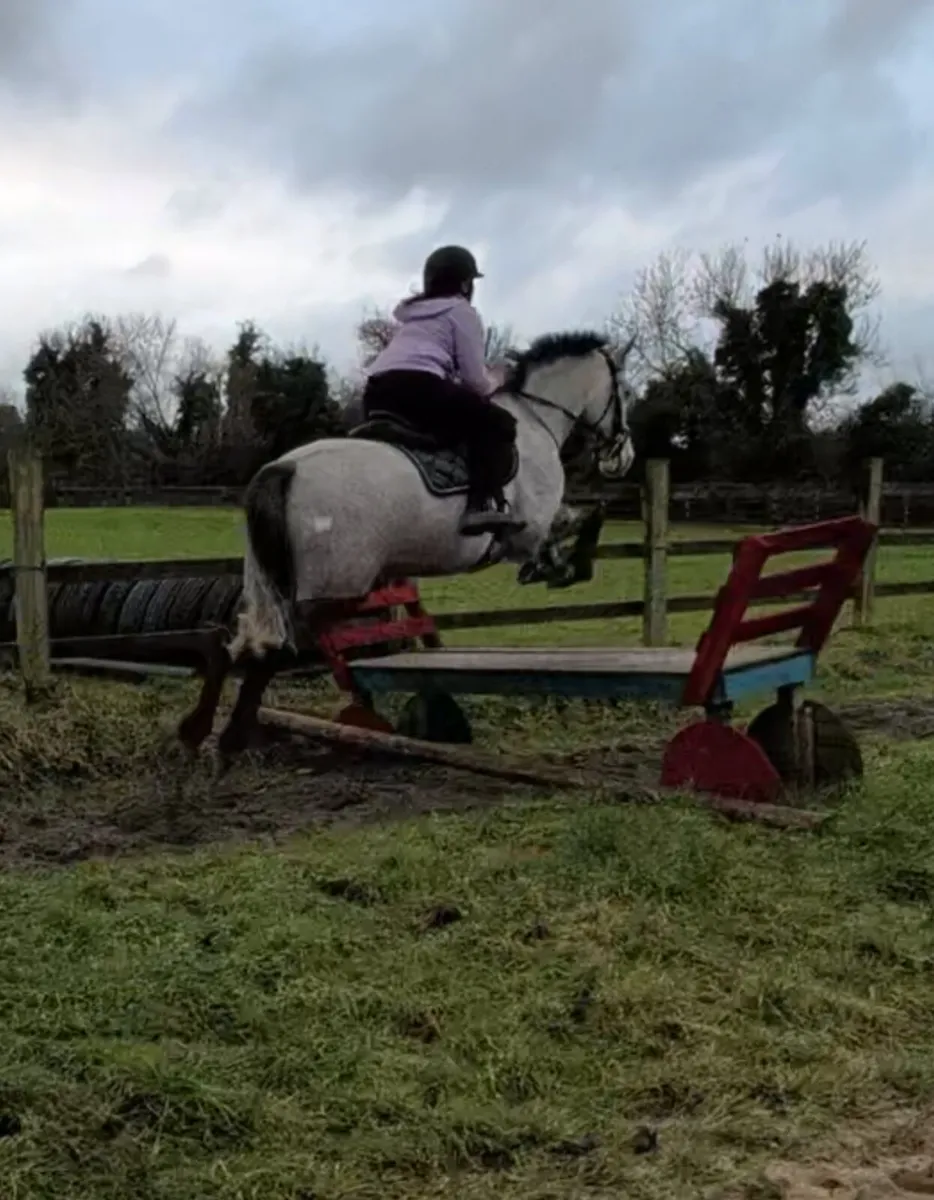 Super genuine kind Connemara gelding - Image 4