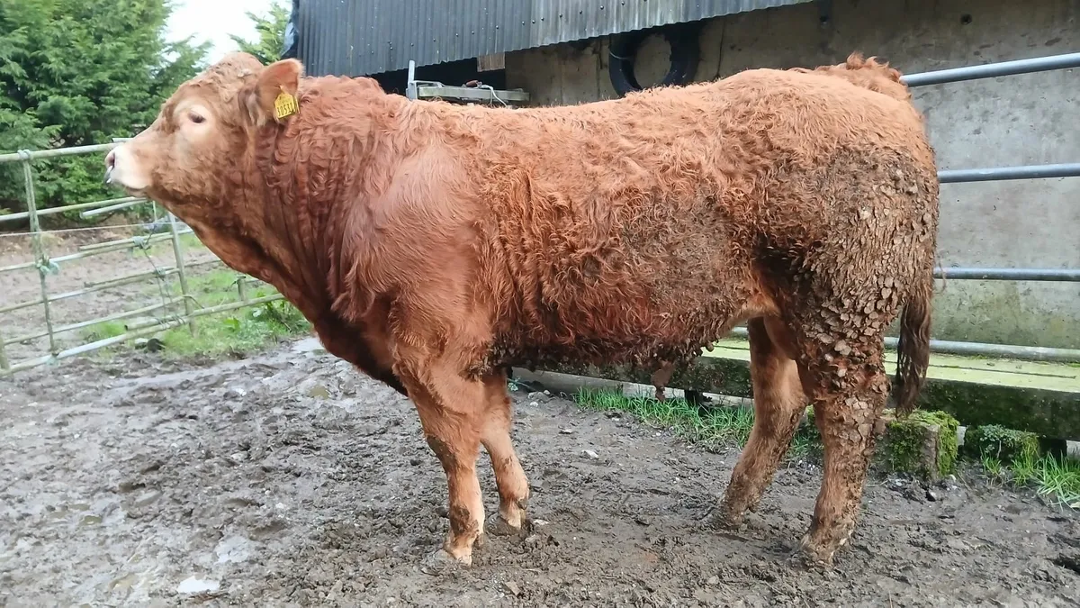 Super Pedigree Limousin Bull   🌟 🌟 🌟 🌟 🌟 - Image 1
