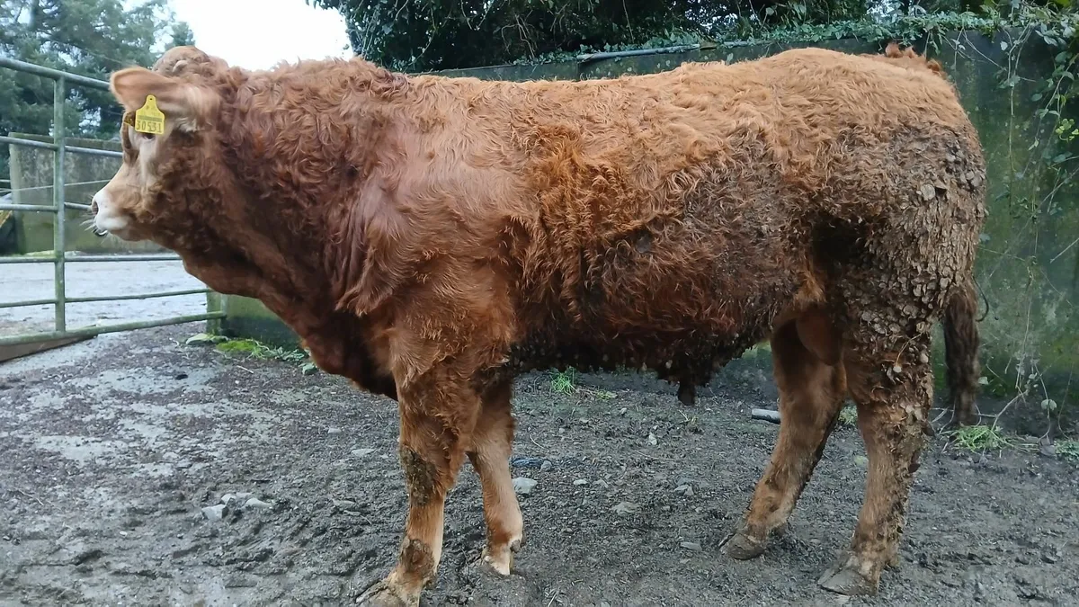 Super Pedigree Limousin Bull   🌟 🌟 🌟 🌟 🌟 - Image 4