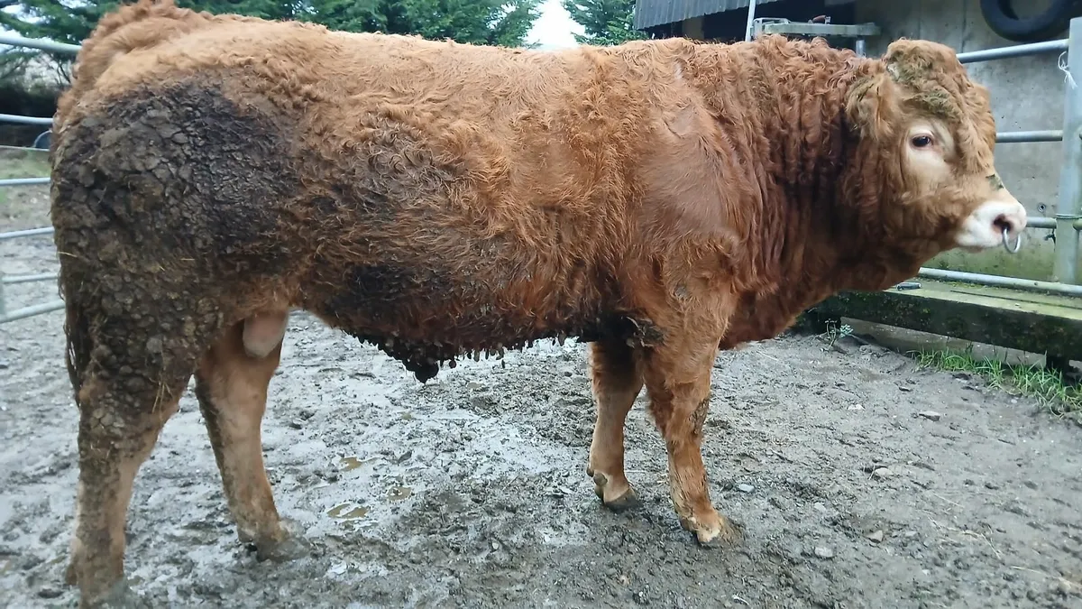 Super Pedigree Limousin Bull   🌟 🌟 🌟 🌟 🌟 - Image 2