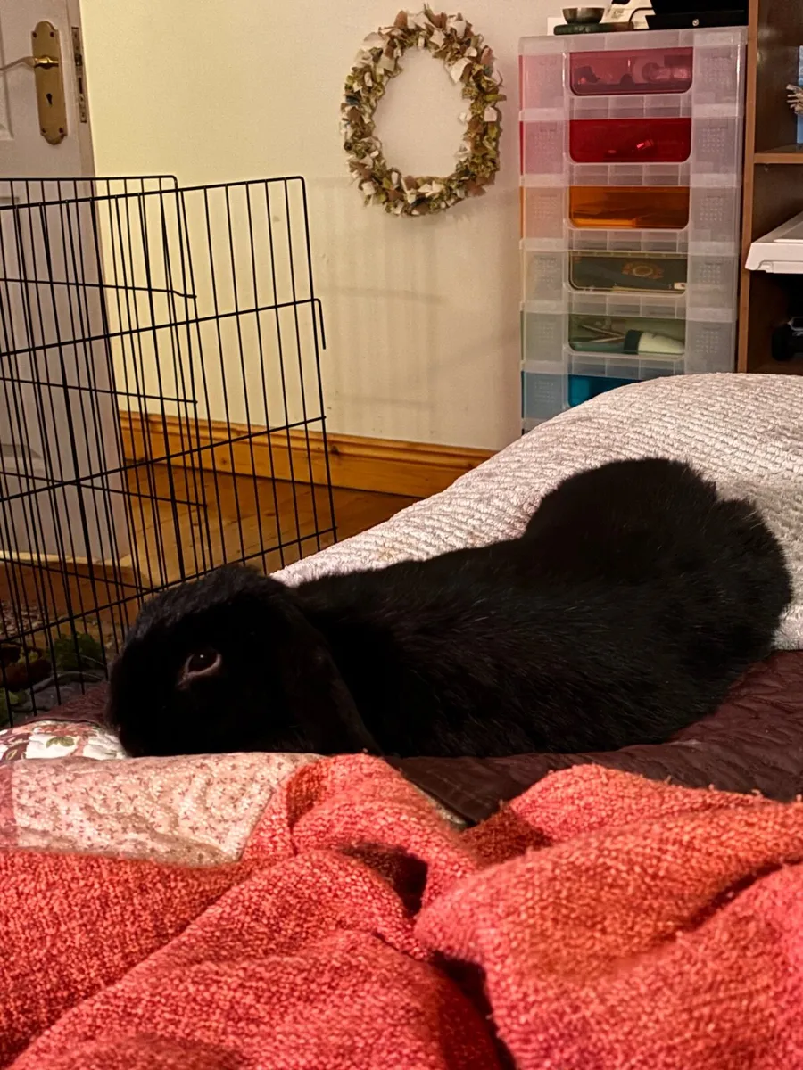 Rabbit Pen - Image 3