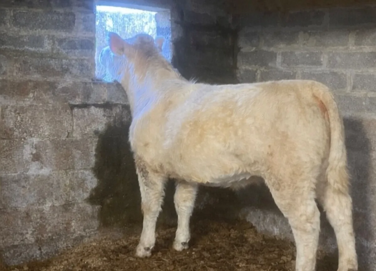 A super pedigree Charolais heifer - Image 1