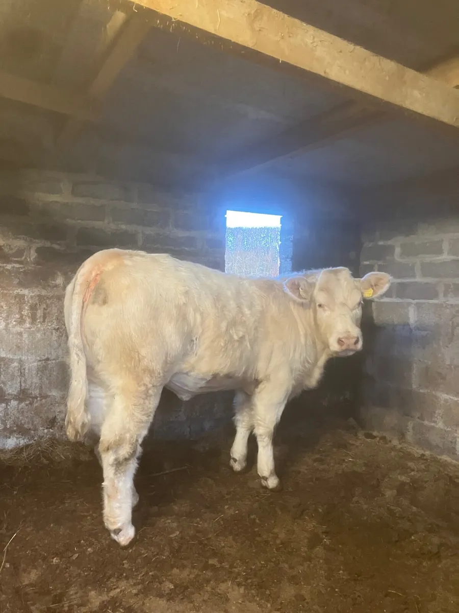 A super pedigree Charolais heifer - Image 2
