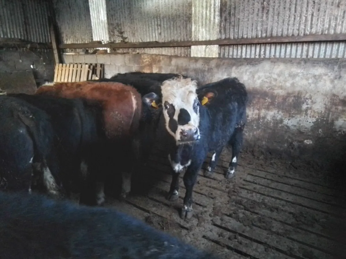 Cattle - Image 3