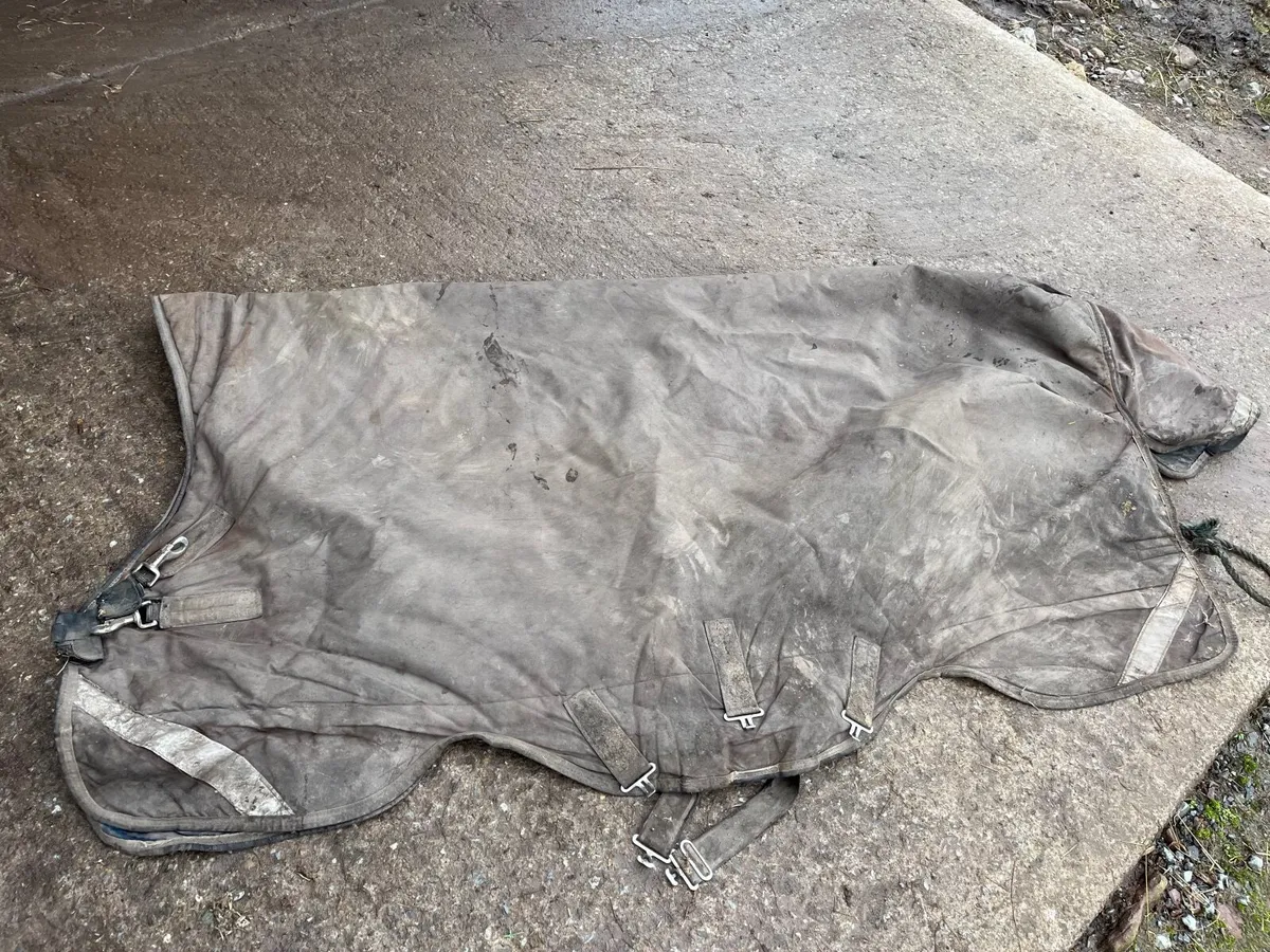 Horse equipment - Image 3