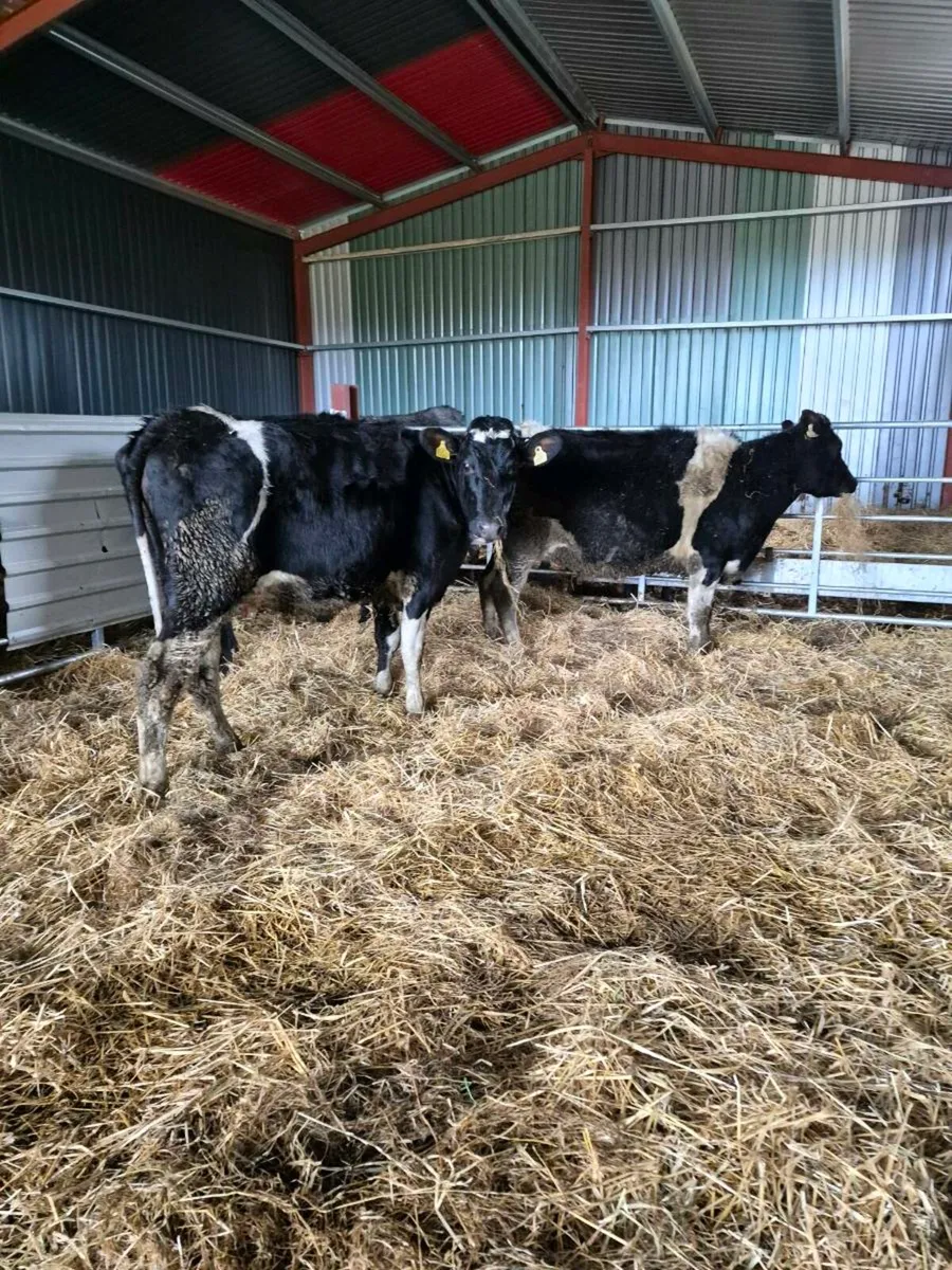 3  Br freisan incalf  heifers - Image 2