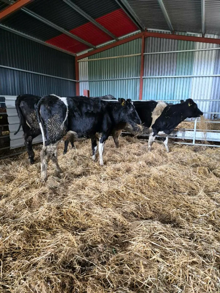 3  Br freisan incalf  heifers - Image 1