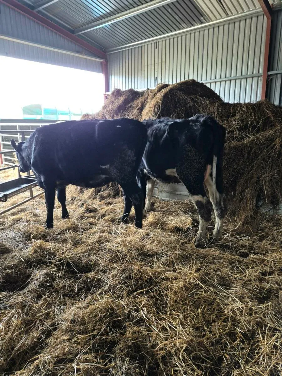 3  Br freisan incalf  heifers - Image 3